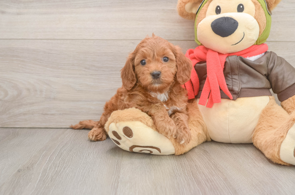6 week old Mini Goldendoodle Puppy For Sale - Windy City Pups
