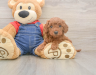 6 week old Mini Goldendoodle Puppy For Sale - Windy City Pups