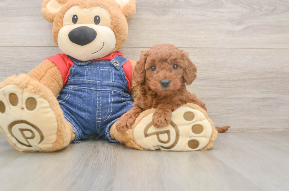 5 week old Mini Goldendoodle Puppy For Sale - Windy City Pups