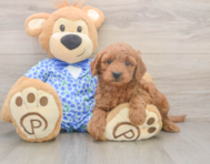 7 week old Mini Goldendoodle Puppy For Sale - Windy City Pups