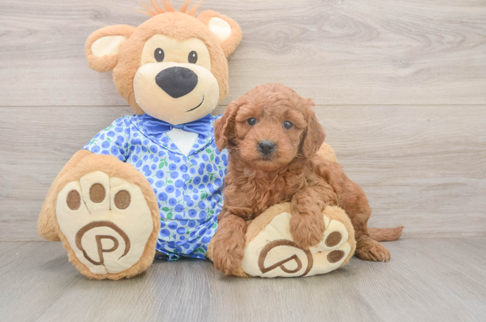 6 week old Mini Goldendoodle Puppy For Sale - Windy City Pups