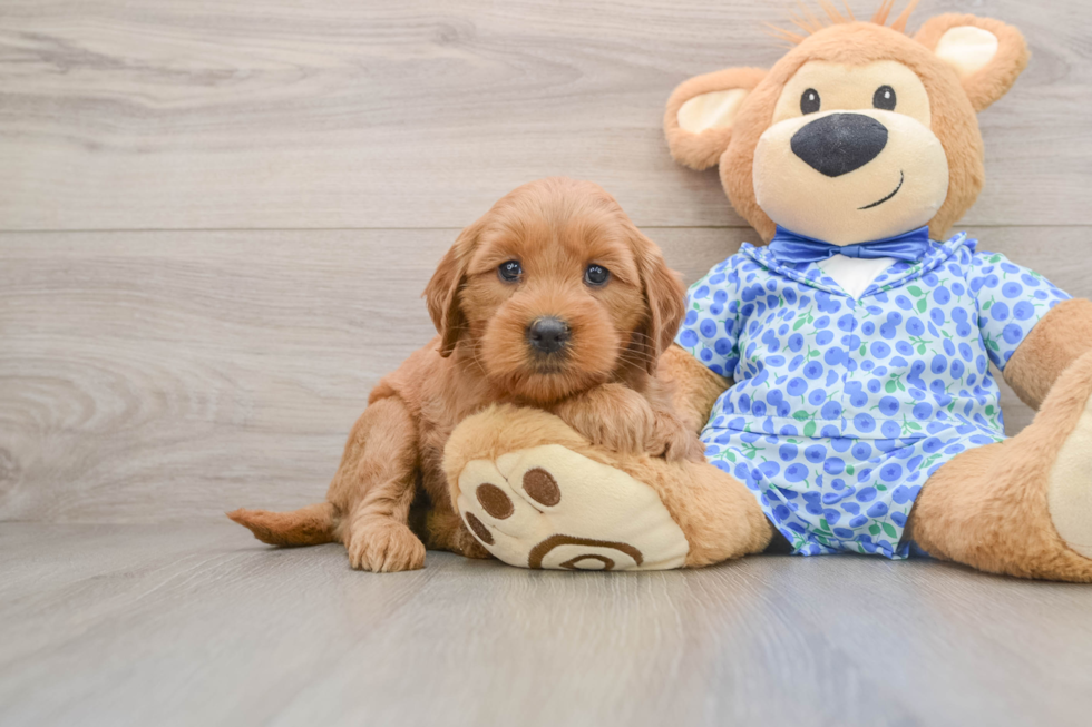 Sweet Mini Goldendoodle Baby
