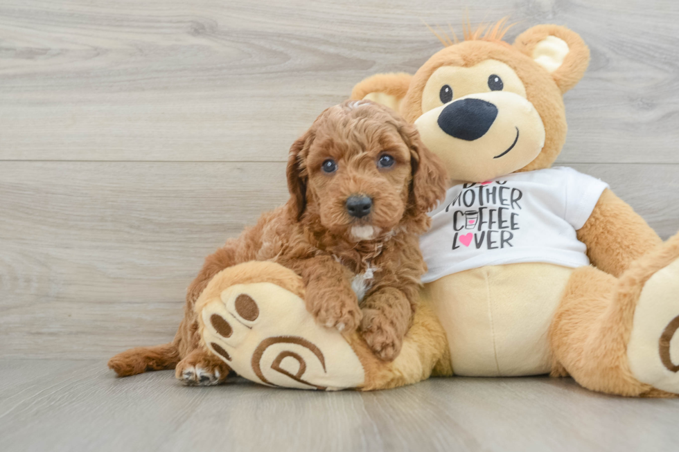 Petite Mini Goldendoodle Poodle Mix Pup