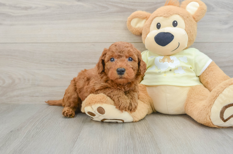 5 week old Mini Goldendoodle Puppy For Sale - Windy City Pups