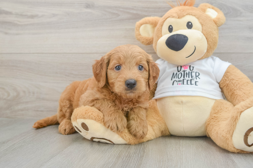 Playful Mini Groodle Poodle Mix Puppy