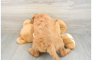 Best Mini Goldendoodle Baby