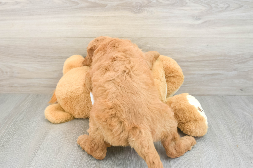 Best Mini Goldendoodle Baby