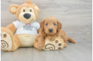 Hypoallergenic Mini Goldiepoo Poodle Mix Puppy
