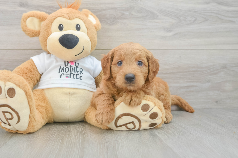 6 week old Mini Goldendoodle Puppy For Sale - Windy City Pups