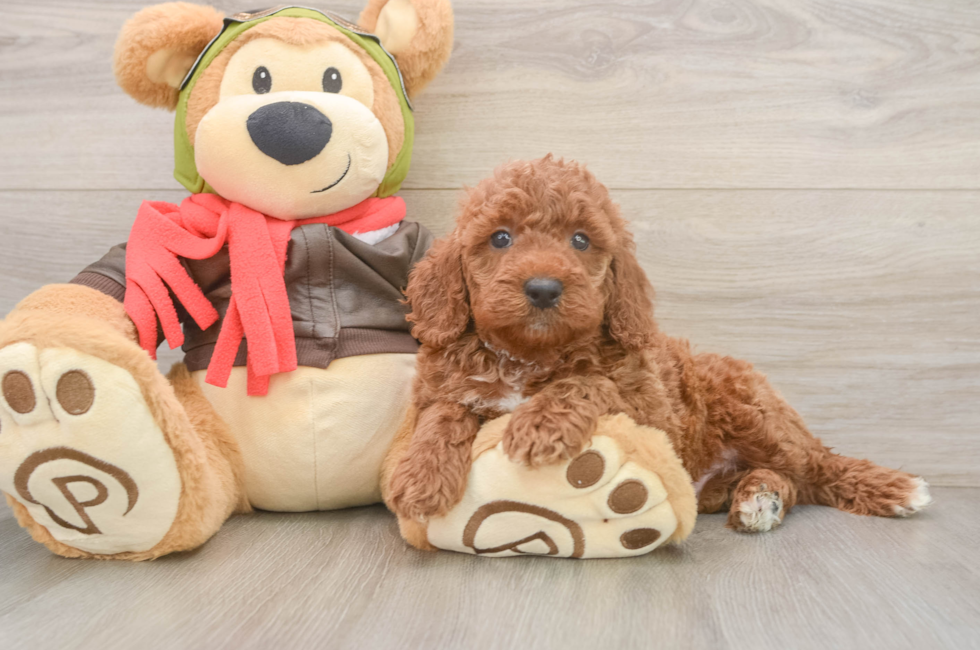 6 week old Mini Goldendoodle Puppy For Sale - Windy City Pups