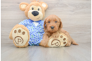 Mini Goldendoodle Puppy for Adoption