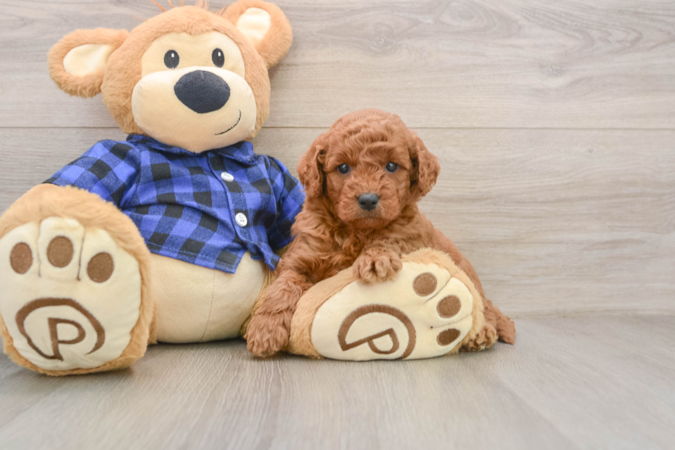 Mini Goldendoodle Puppy for Adoption