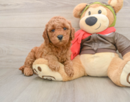 7 week old Mini Goldendoodle Puppy For Sale - Windy City Pups