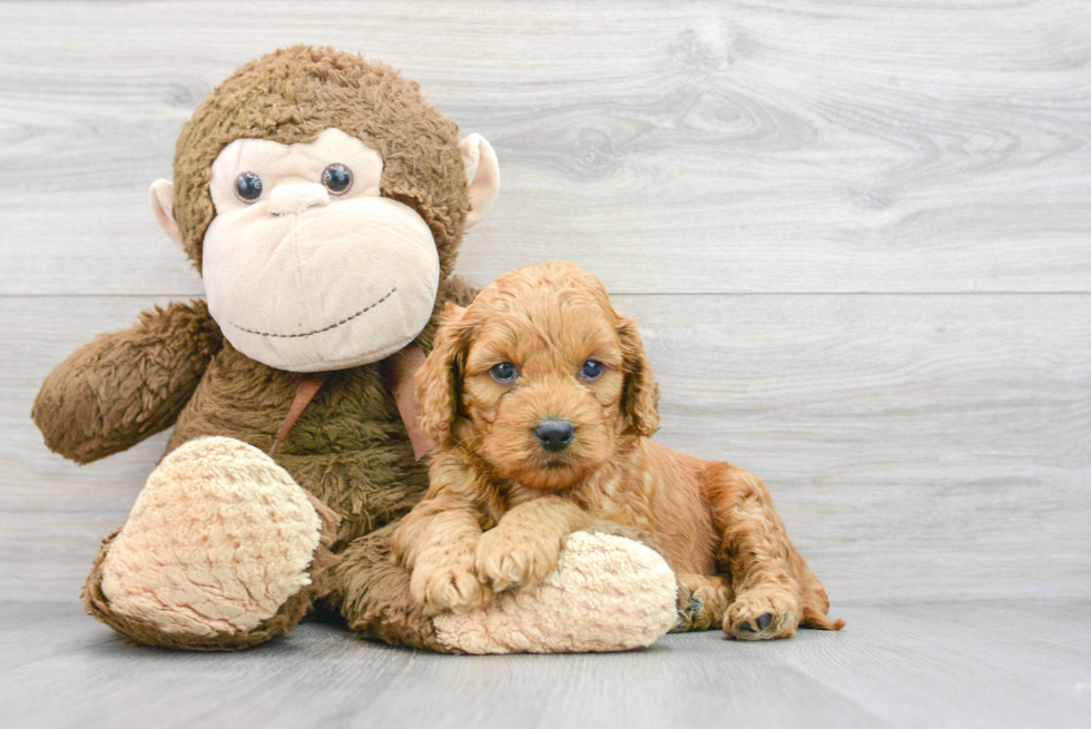 Adorable Golden Retriever Poodle Mix Puppy