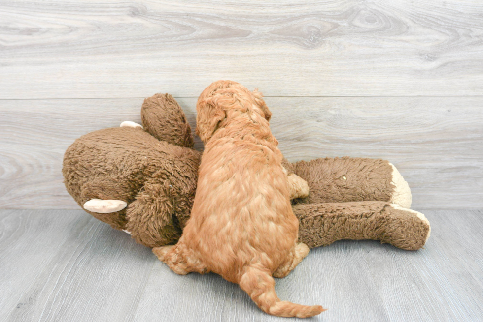 Petite Mini Goldendoodle Poodle Mix Pup