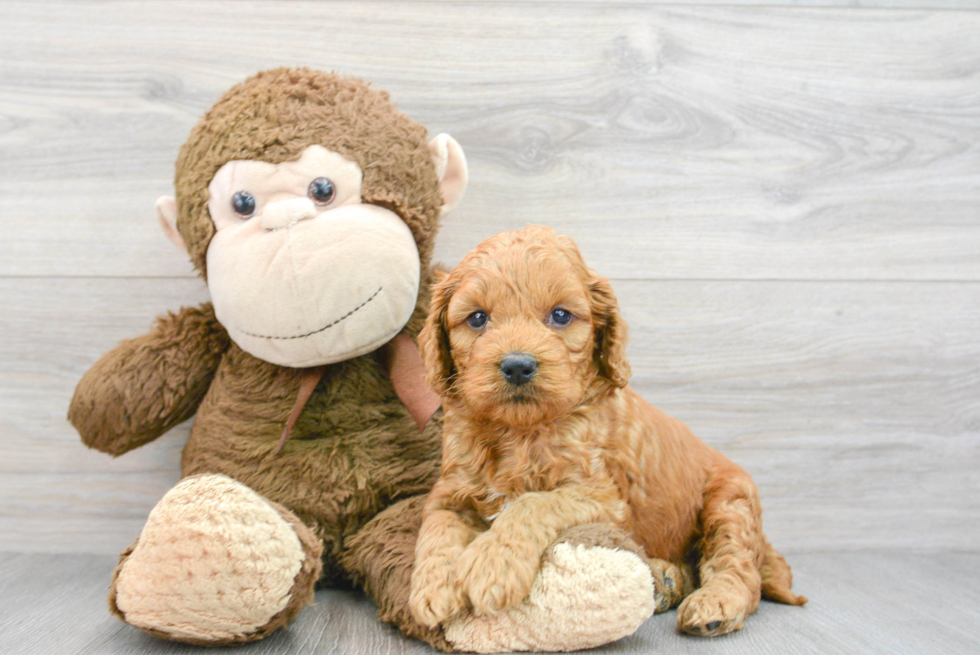 Best Mini Goldendoodle Baby