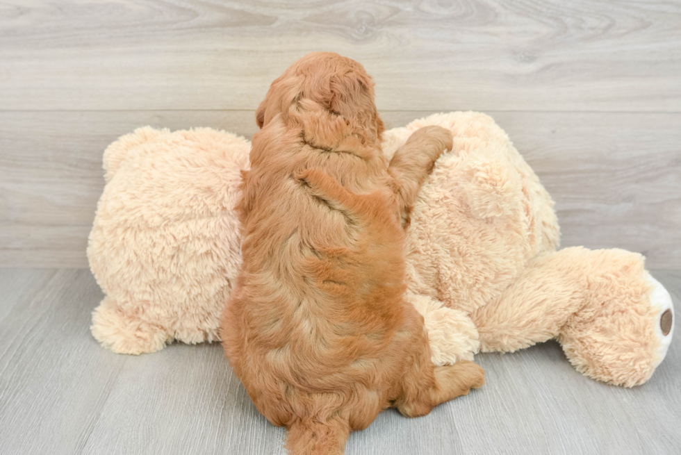 Happy Mini Goldendoodle Baby