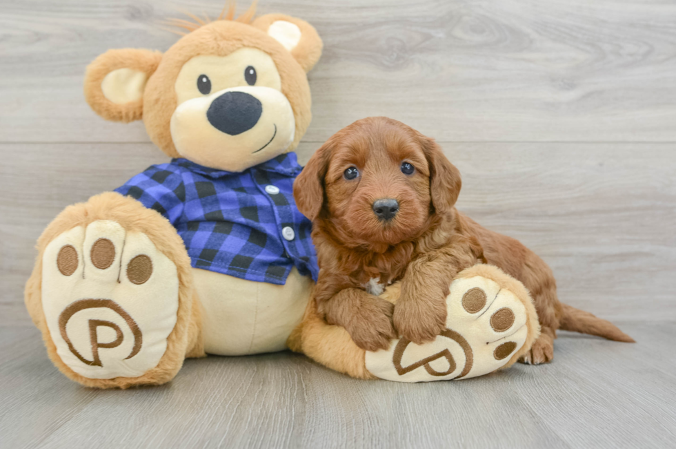 7 week old Mini Goldendoodle Puppy For Sale - Windy City Pups