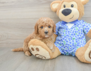 7 week old Mini Goldendoodle Puppy For Sale - Windy City Pups