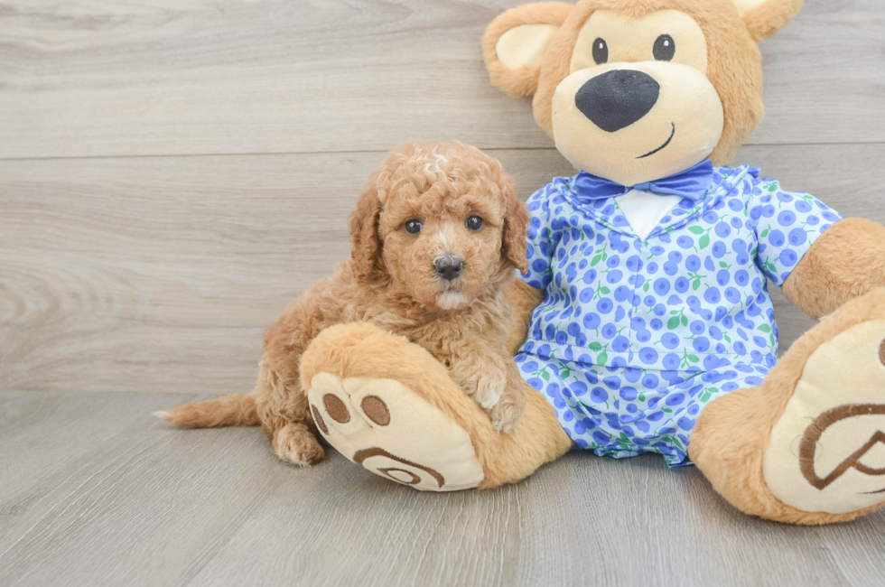 5 week old Mini Goldendoodle Puppy For Sale - Windy City Pups
