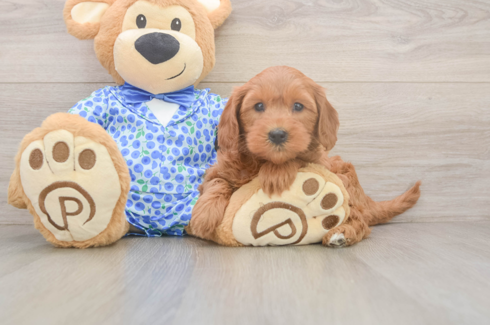 6 week old Mini Goldendoodle Puppy For Sale - Windy City Pups