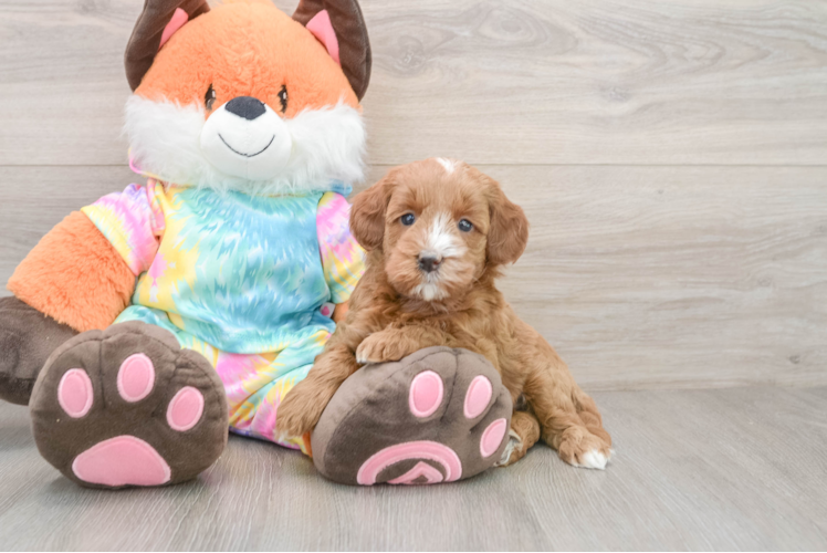 Small Mini Goldendoodle Baby