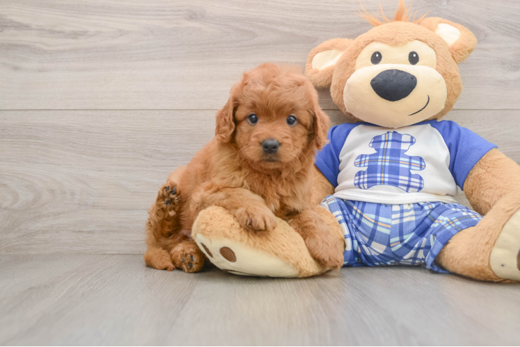 Fluffy Mini Goldendoodle Poodle Mix Pup