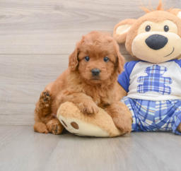8 week old Mini Goldendoodle Puppy For Sale - Windy City Pups