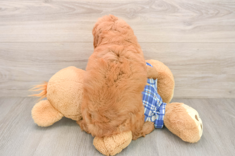 Fluffy Mini Goldendoodle Poodle Mix Pup