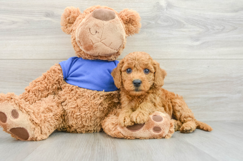 7 week old Mini Goldendoodle Puppy For Sale - Windy City Pups