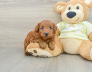 7 week old Mini Goldendoodle Puppy For Sale - Windy City Pups