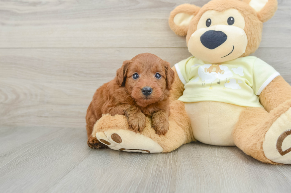 5 week old Mini Goldendoodle Puppy For Sale - Windy City Pups