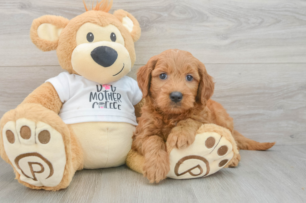 6 week old Mini Goldendoodle Puppy For Sale - Windy City Pups