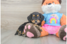 Best Mini Goldendoodle Baby