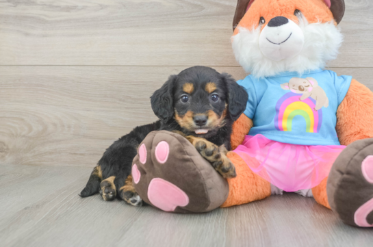 Best Mini Goldendoodle Baby