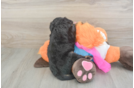 Mini Goldendoodle Puppy for Adoption