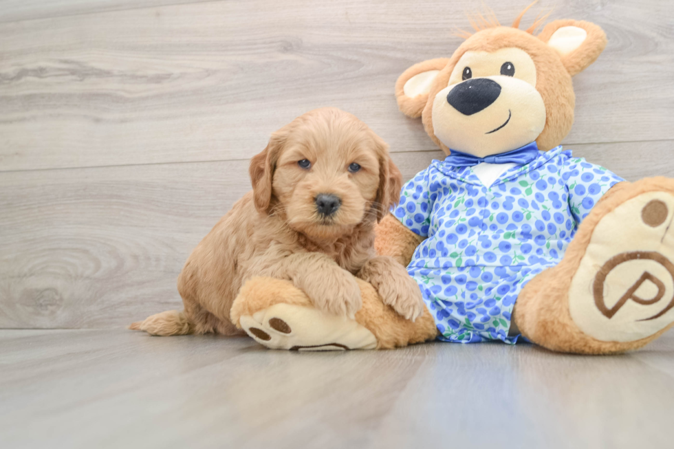 Mini Goldendoodle Pup Being Cute
