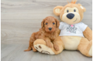 Happy Mini Goldendoodle Baby