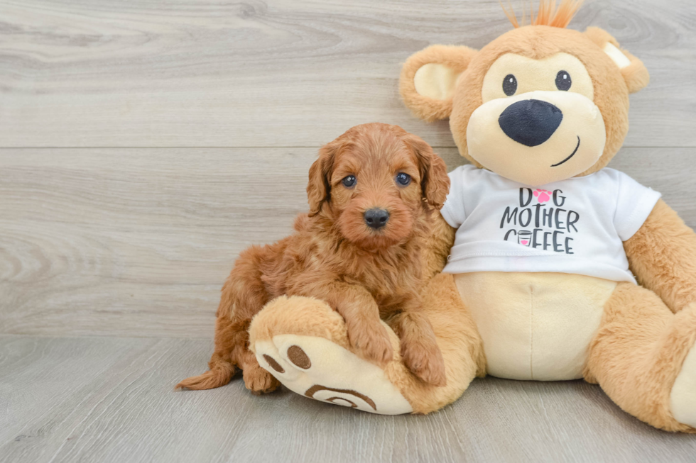 Happy Mini Goldendoodle Baby