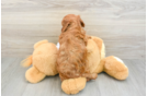 Mini Goldendoodle Pup Being Cute