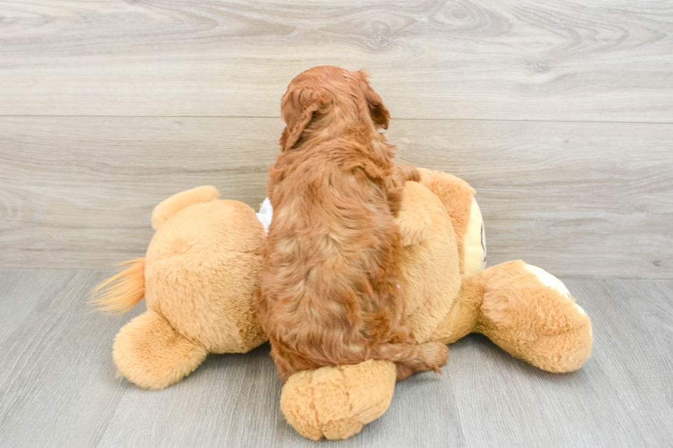 Mini Goldendoodle Pup Being Cute