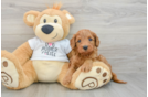 Mini Goldendoodle Pup Being Cute