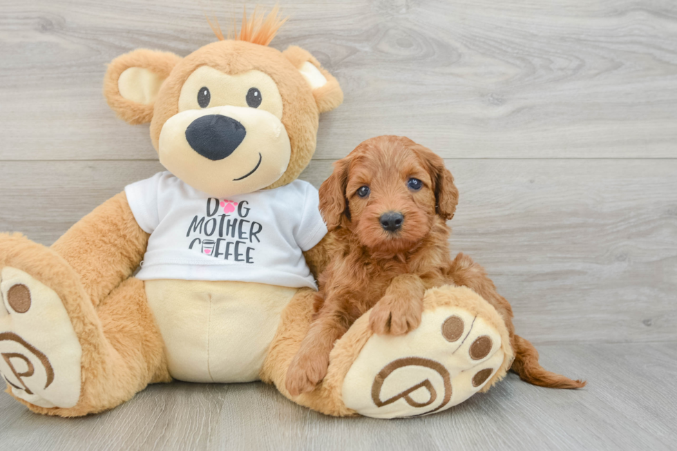 Mini Goldendoodle Pup Being Cute