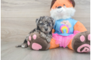 Mini Goldendoodle Puppy for Adoption