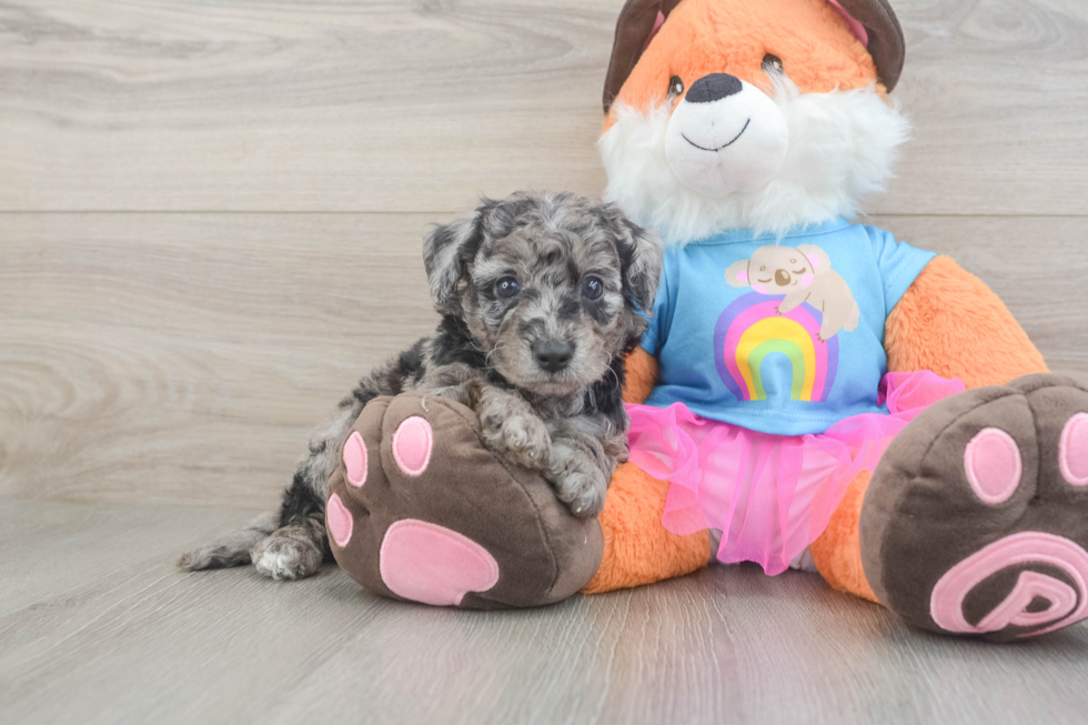 Mini Goldendoodle Puppy for Adoption