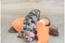 Adorable Golden Retriever Poodle Mix Poodle Mix Puppy