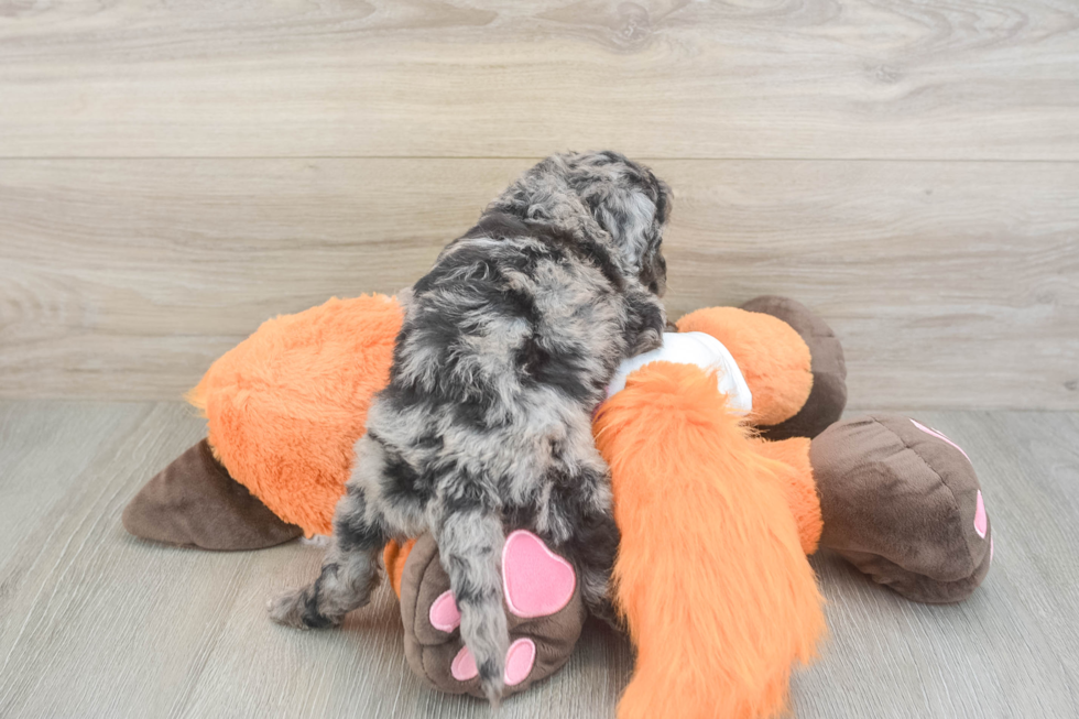 Adorable Golden Retriever Poodle Mix Poodle Mix Puppy