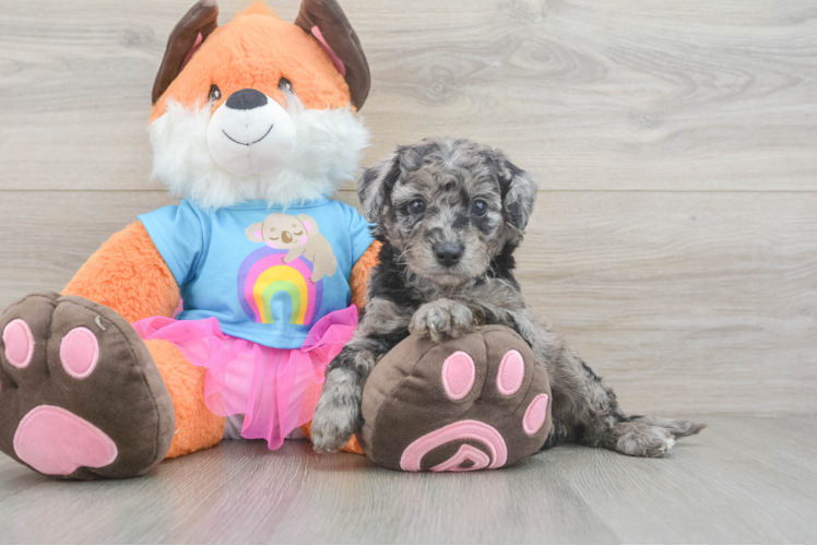 Mini Goldendoodle Pup Being Cute