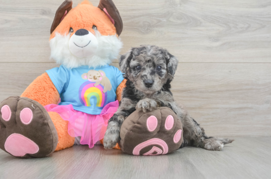 Mini Goldendoodle Pup Being Cute