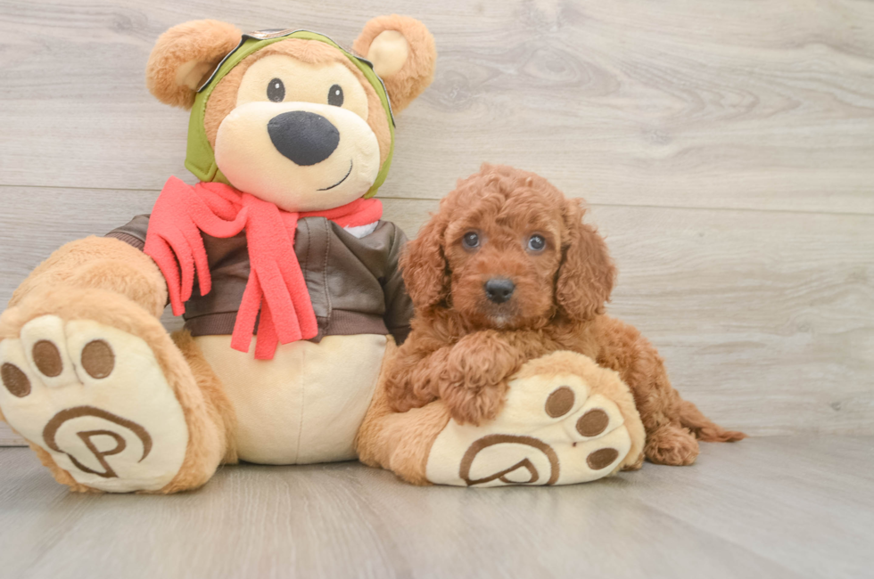 6 week old Mini Goldendoodle Puppy For Sale - Windy City Pups